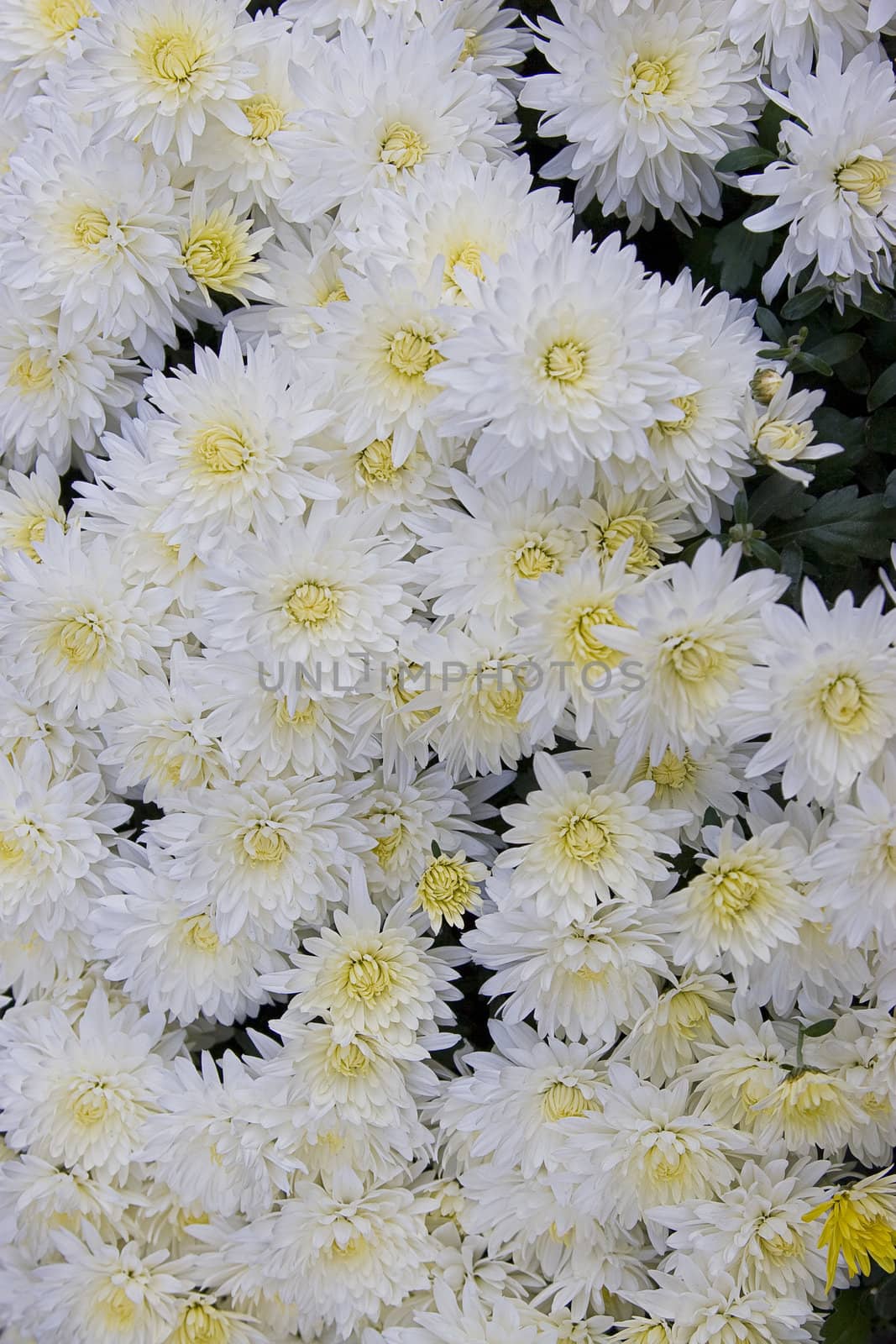 tightly planted carpet of white flower with yellow center