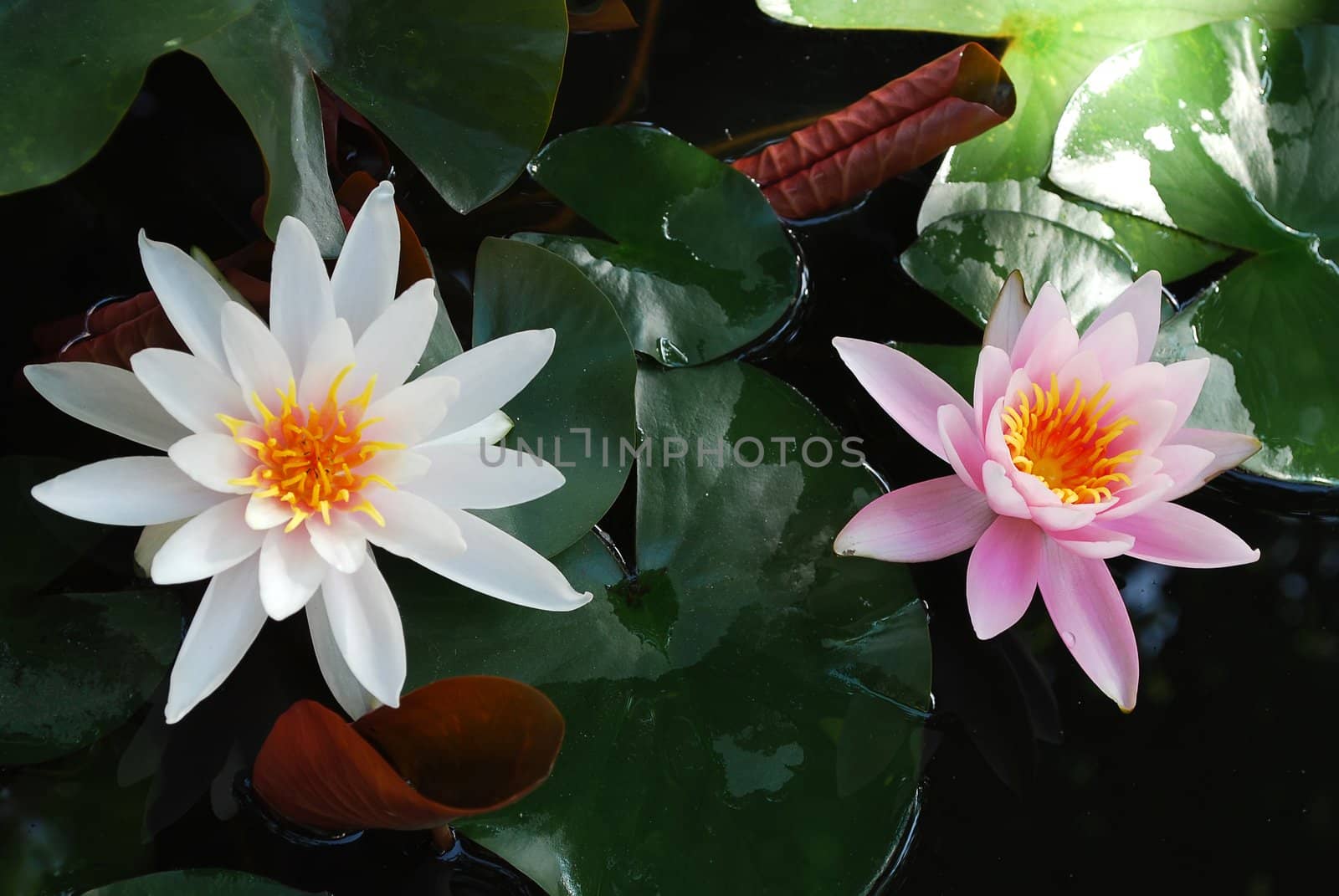 Two Water Lilies Blooming in Lake