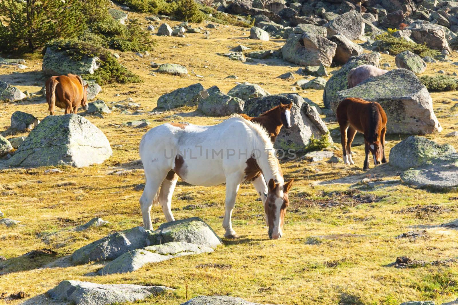 Horses in Pyrenees mountain. Summer sunny day. Andorra