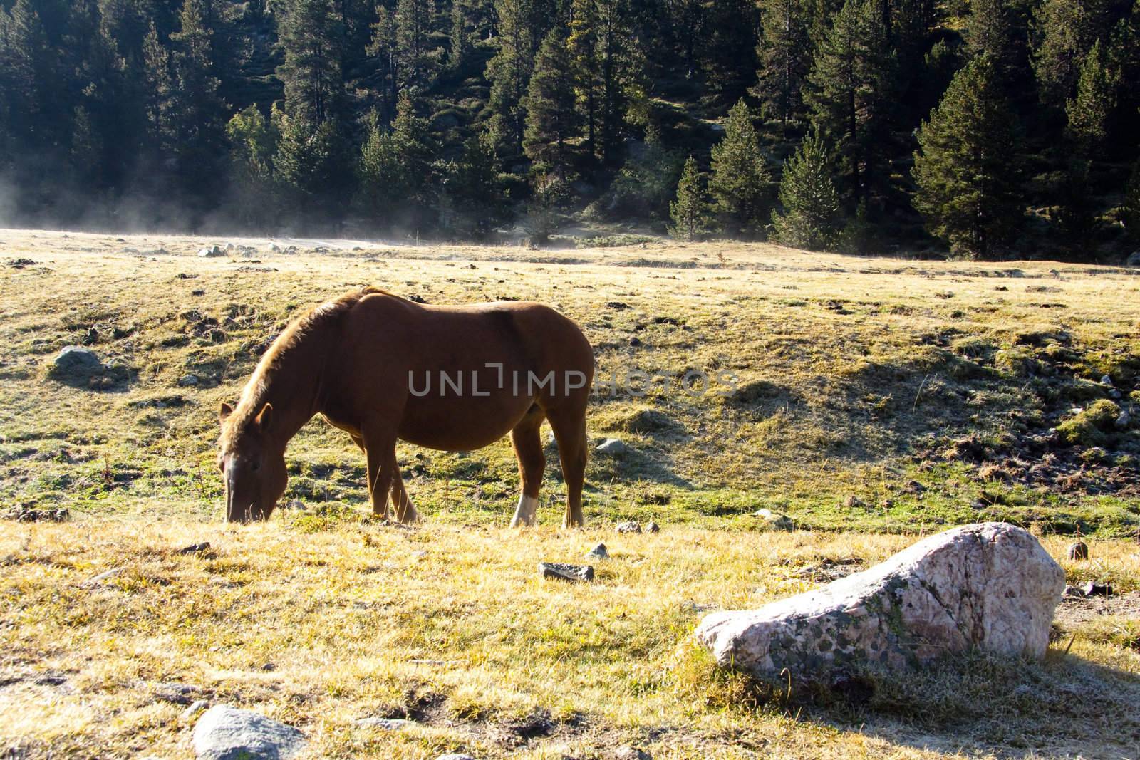 One brown horse on the meadow in Andorra - Pyrenees mountain.