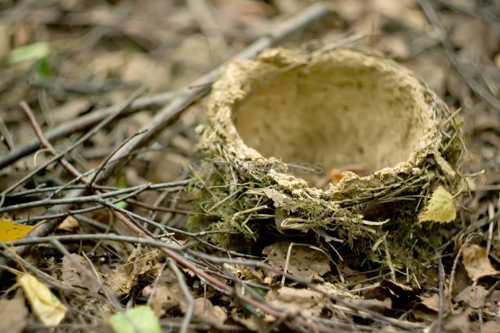 Nest of the bird, digital camera shot in forest, extremely depth of field