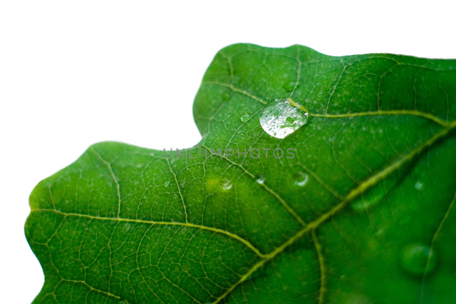 Oak leaf closeup, shallow depth of field, isolated on white background
