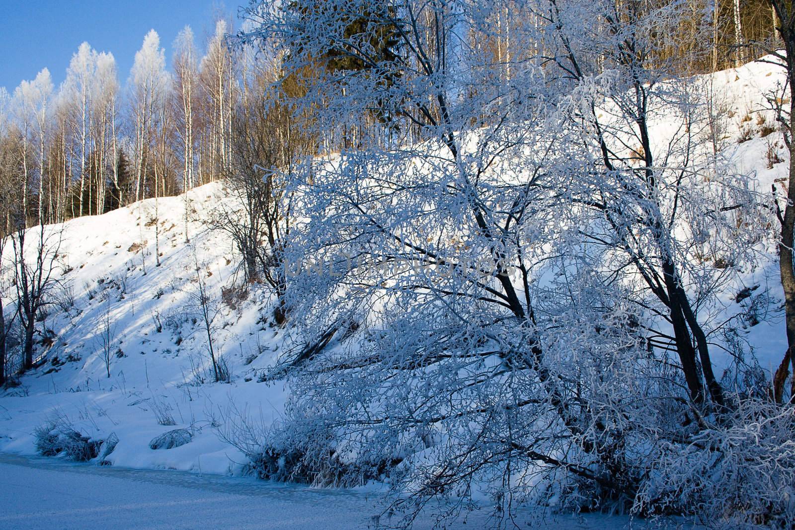 Winter, cold evening after new year (1 January).
Landscape. The frozen river and icicles on tree branches.
Blue tone.