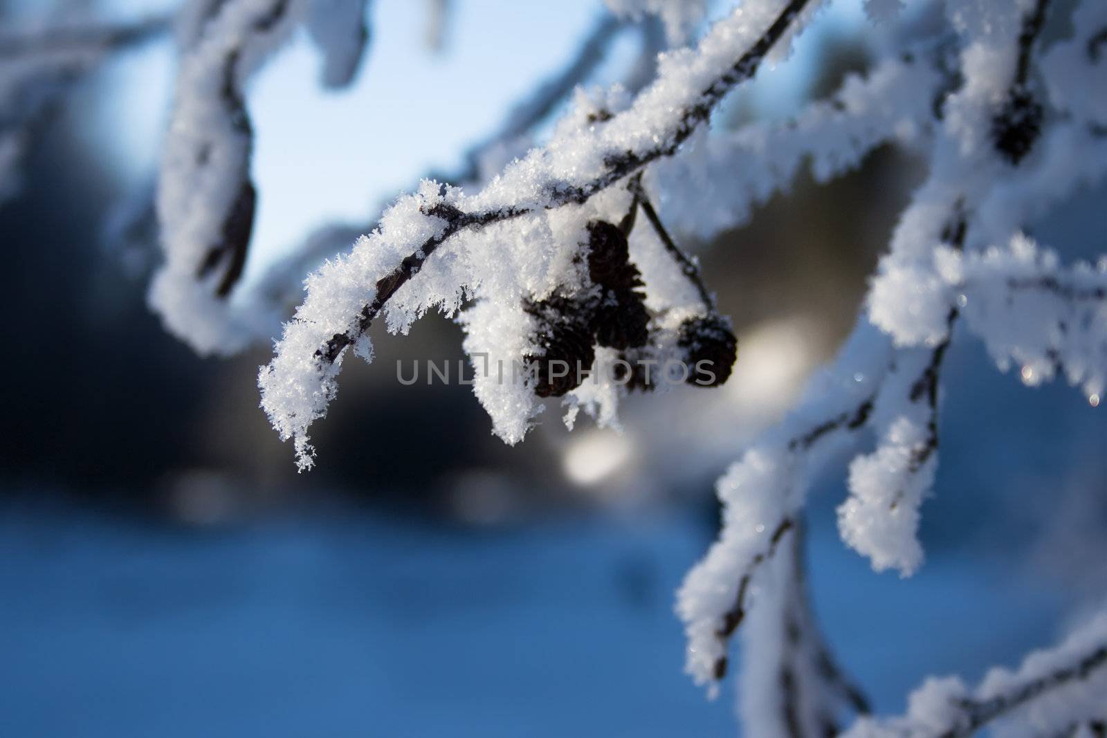 Winter, cold evening after new year (1 January).
Landscape. The frozen river and icicles on tree branches.
Blue tone.