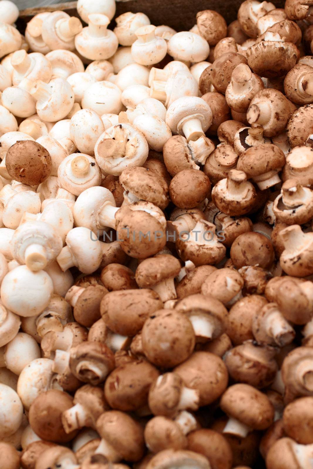 Colour image of Fresh white mushrooms  by FreedomImage