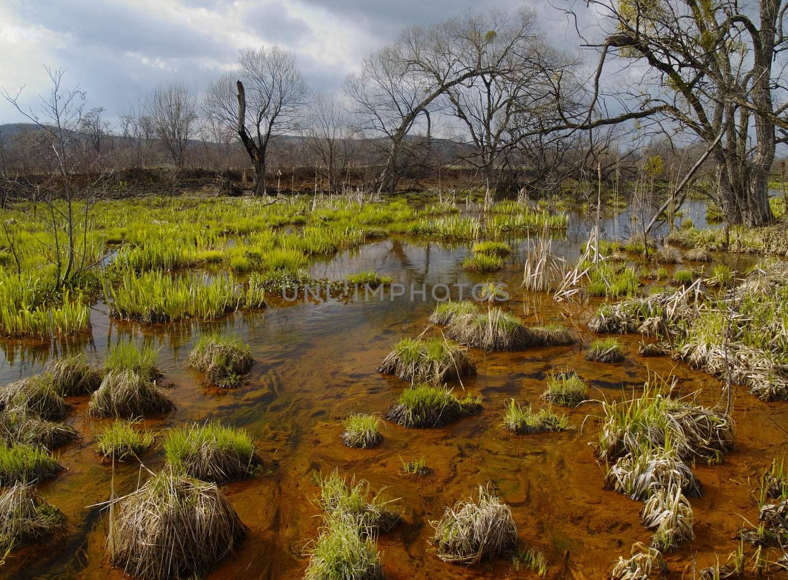 Landscape with a bog and the first spring grass