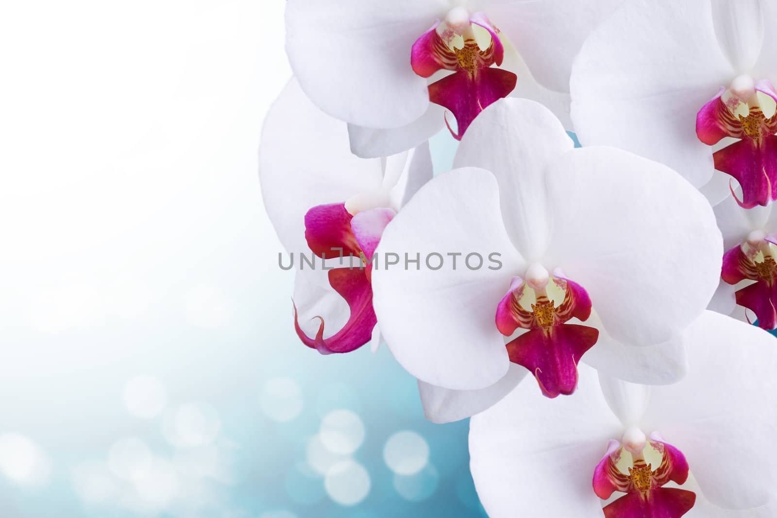 Orchid by Vladimir