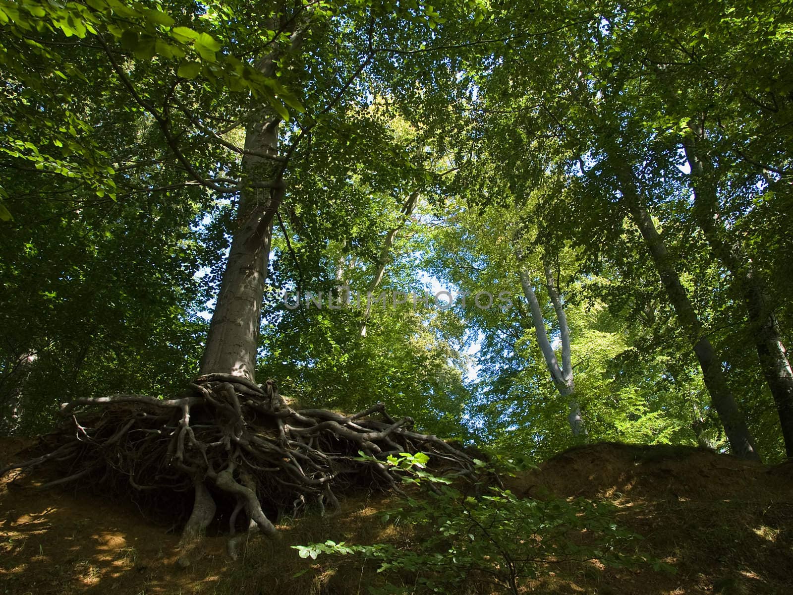 Tree with deep twisted spreading roots in a forest