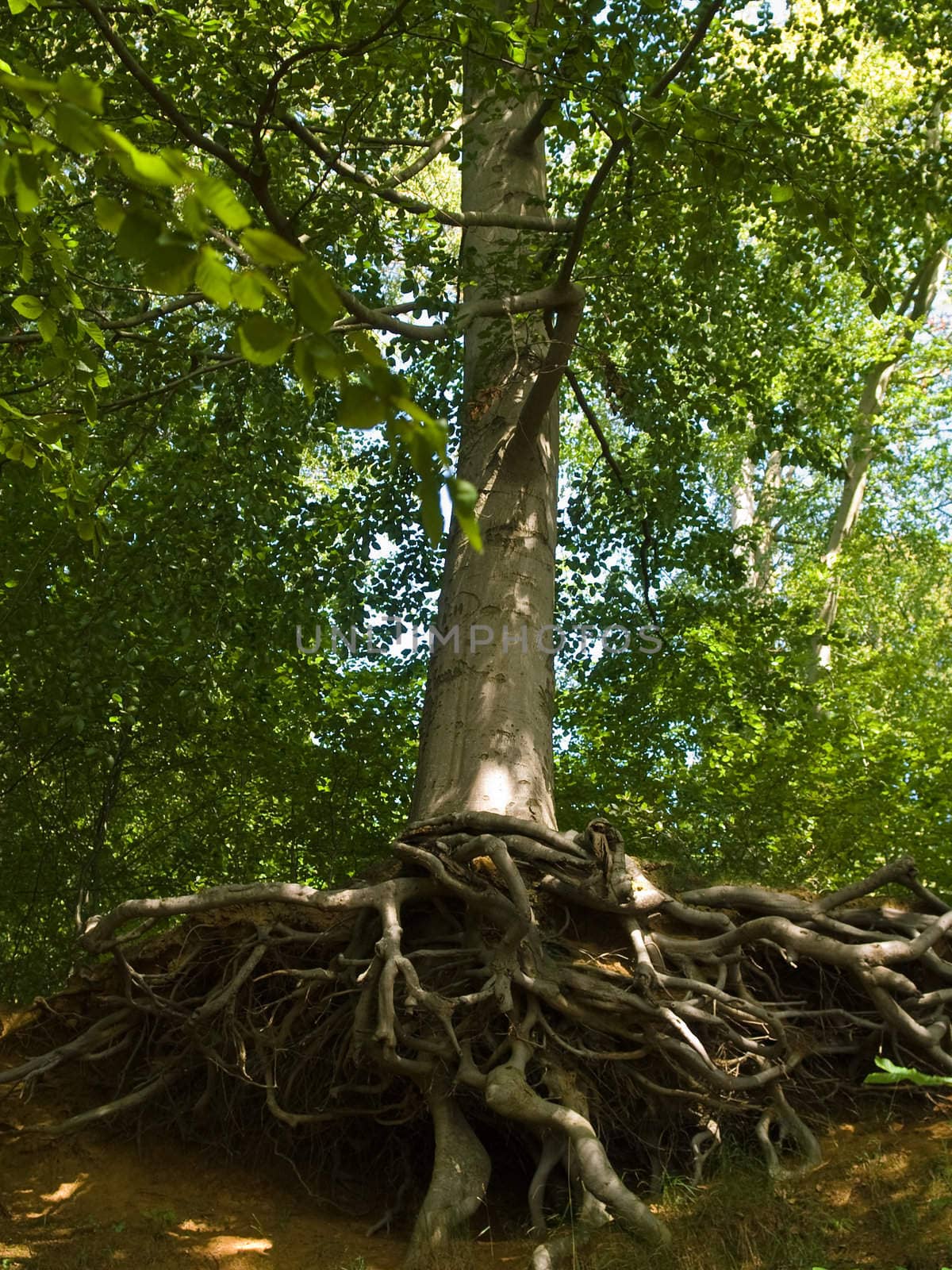 Vertical tree with deep twisted spreading roots by Ronyzmbow