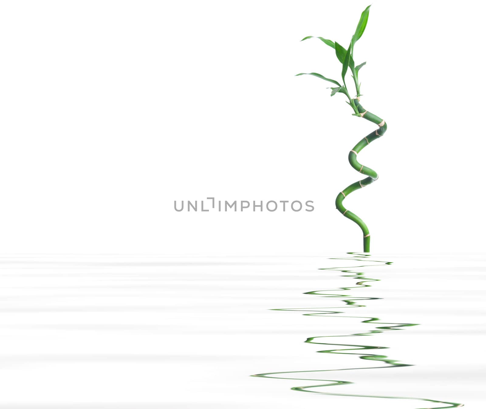 Stalk of bamboo. Background for graphic design