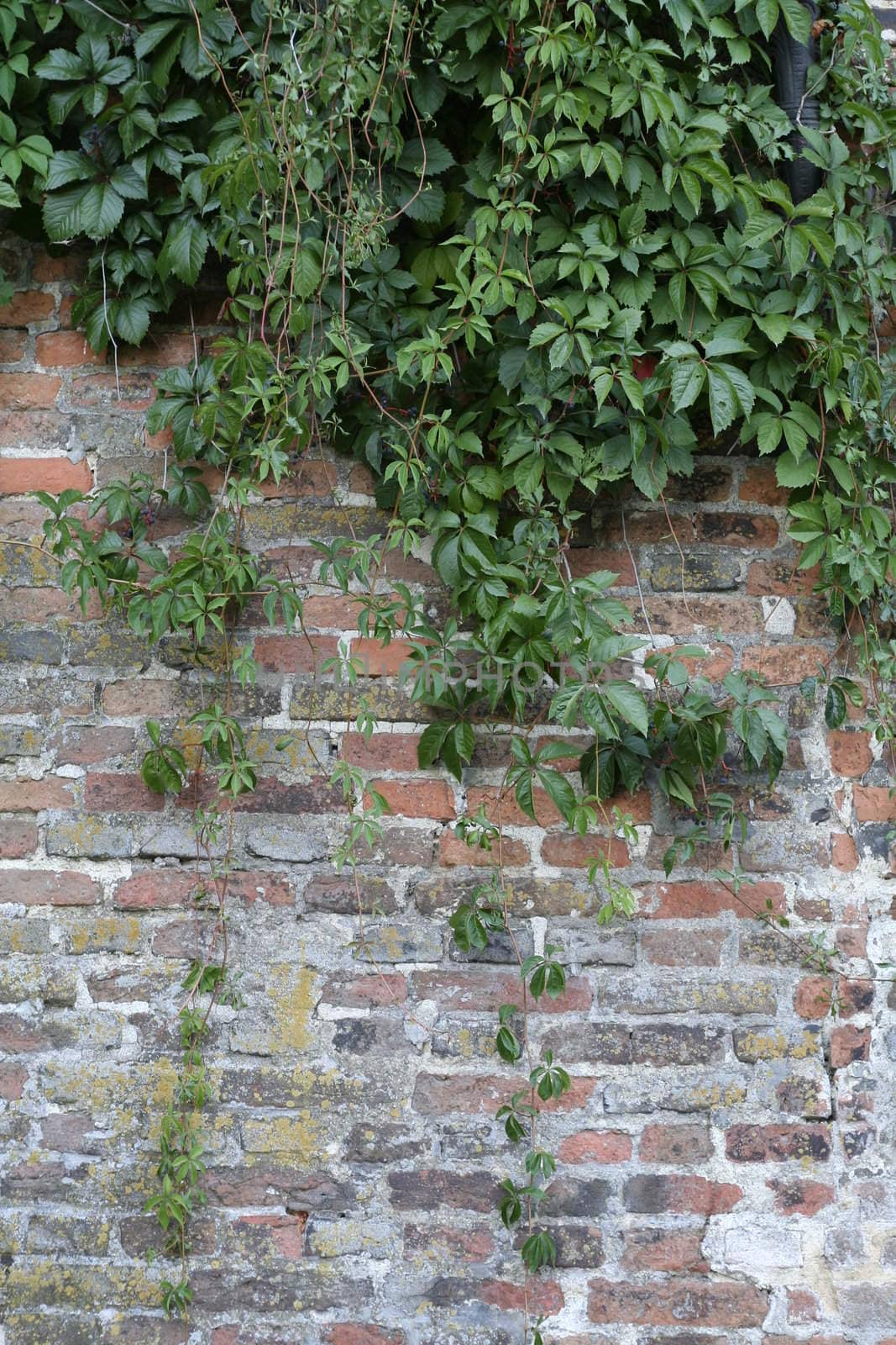 Brick wall with hanging plants as a background.