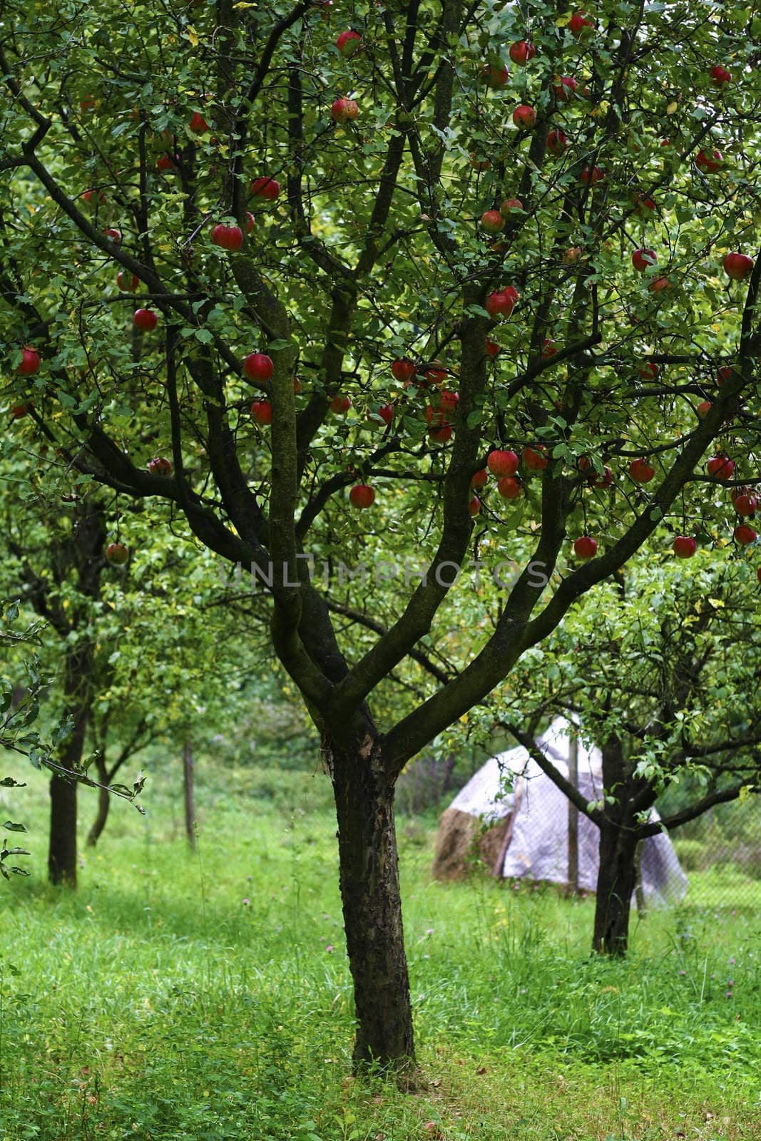 Apple tree in a lush green garden.