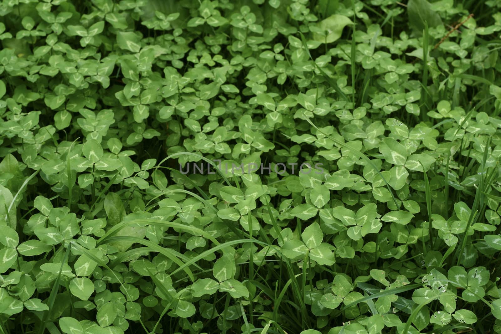 Beautiful field of lush green clovers.