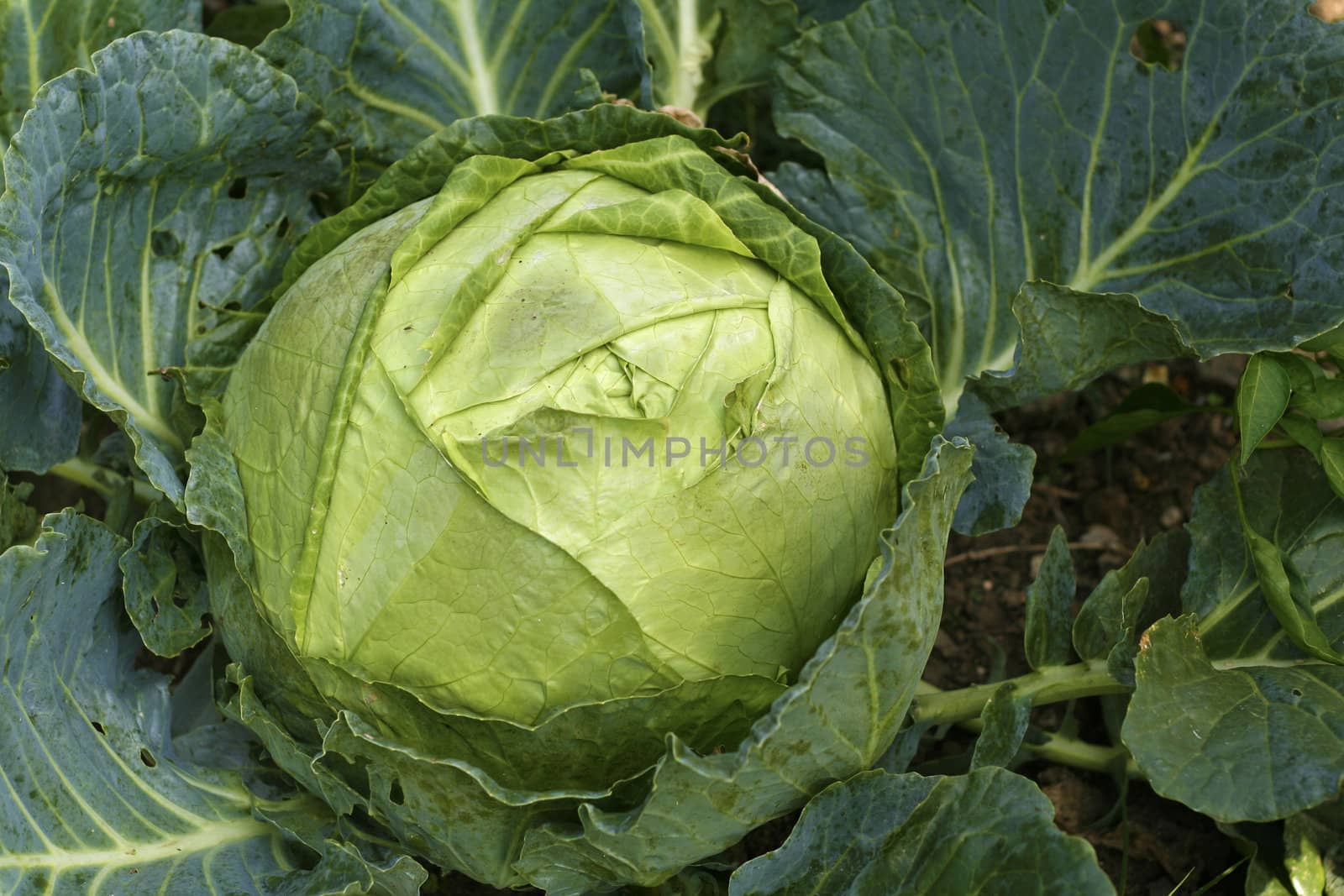Close up shot of some green cabbage.