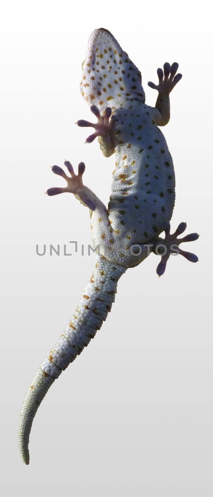 A macro photo of a little lizard