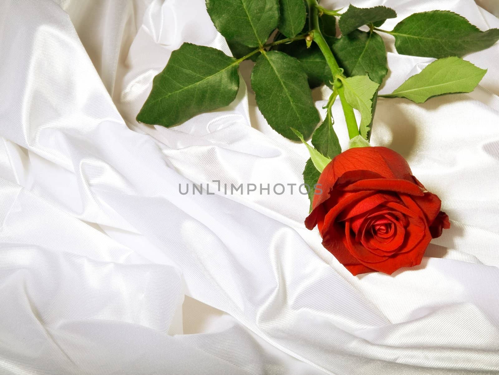 Red rose with green leaves among the folds of a white textured textile
