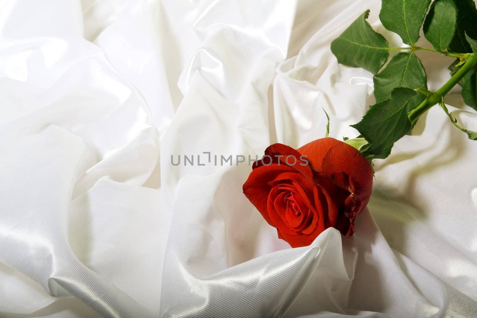 Red rose with green leaves among the folds of a white textured  textile