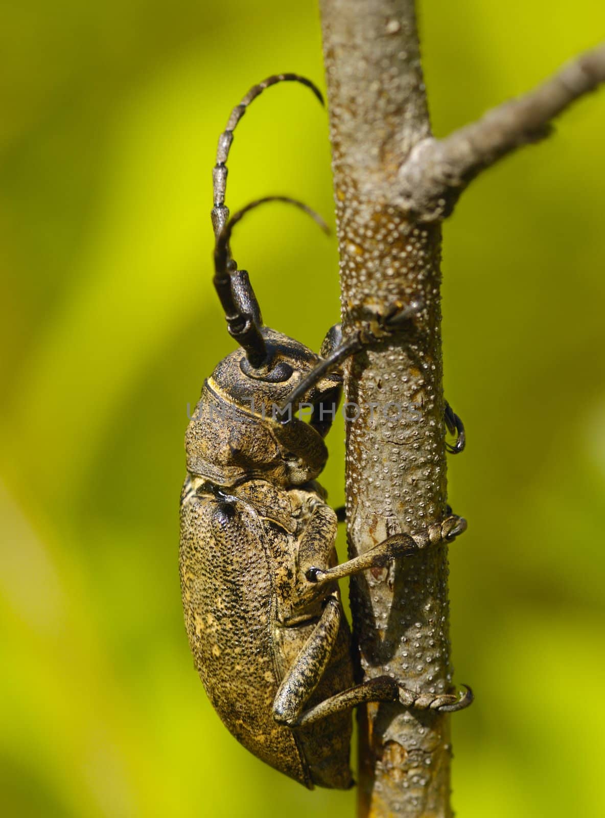 Brown large bug on a bush branch
