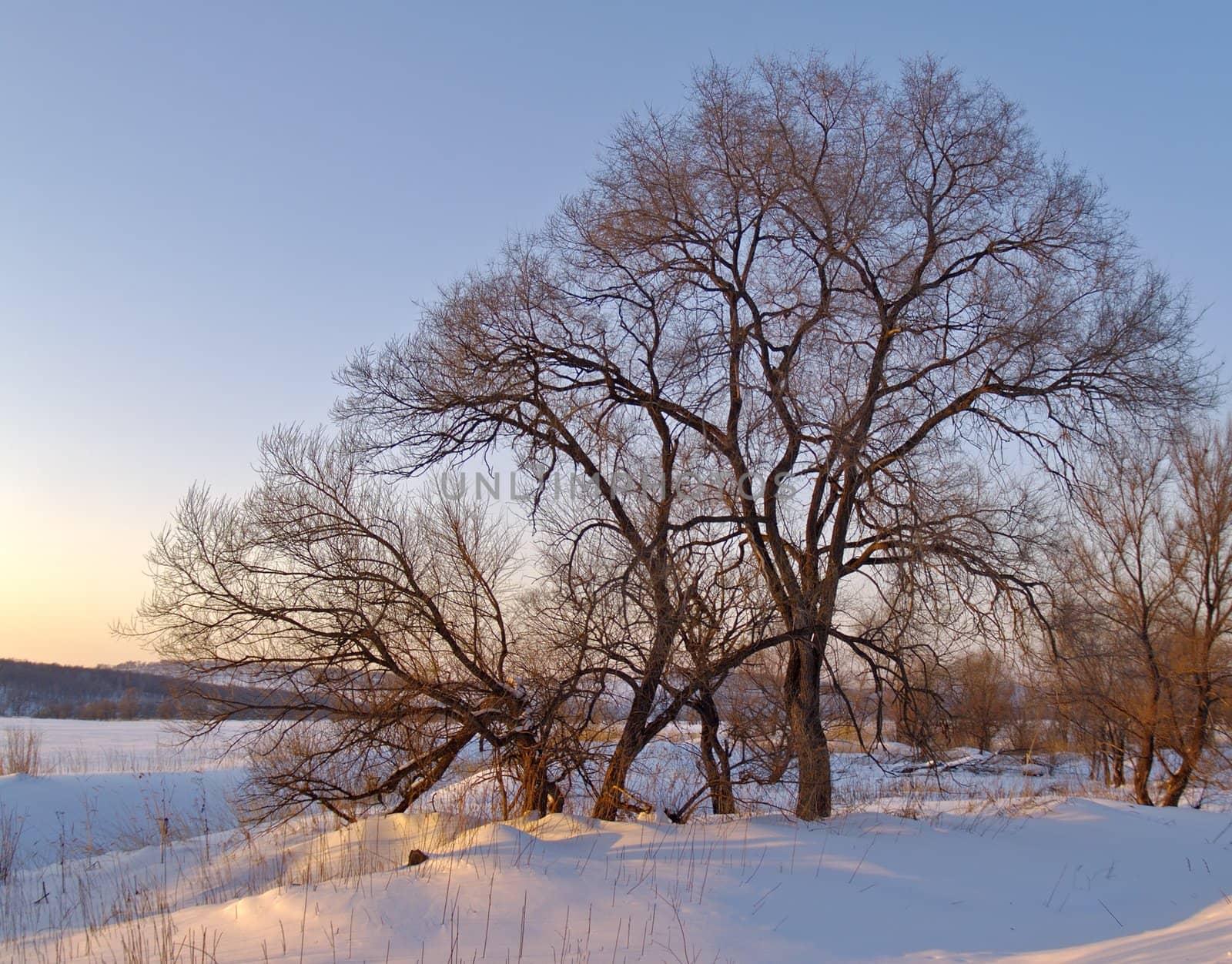 Winter landscape with a lonely tree at sunset