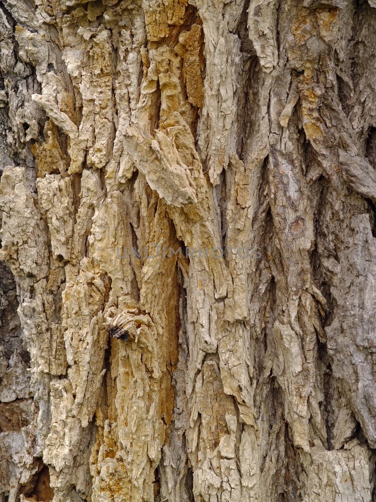 Natural background from a bark of an old tree