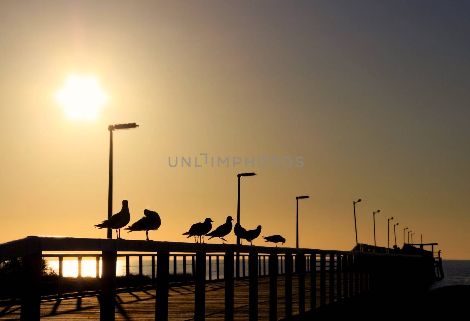 Seagulls in Silhouette on a Wooden Jetty in front of the Evening by Cloudia