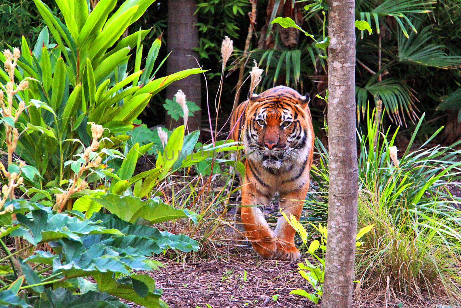 Siberian Tiger walking through vegetation