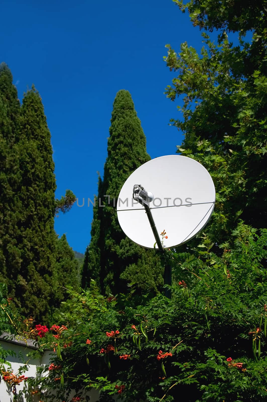 parabolic antenna on the background of trees