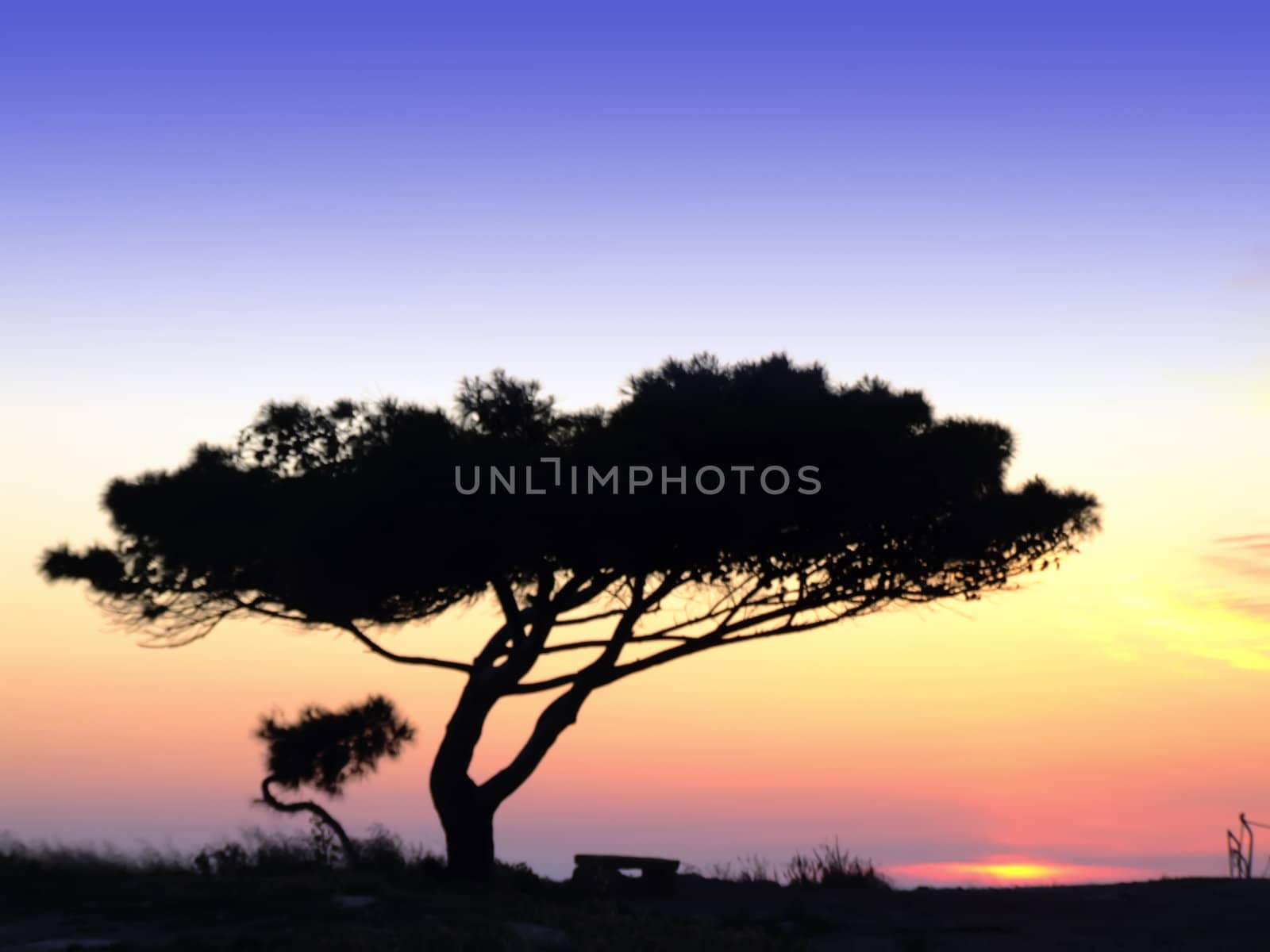 Tree silhouette, against summery natural sunset in the Mediterranean island of Malta