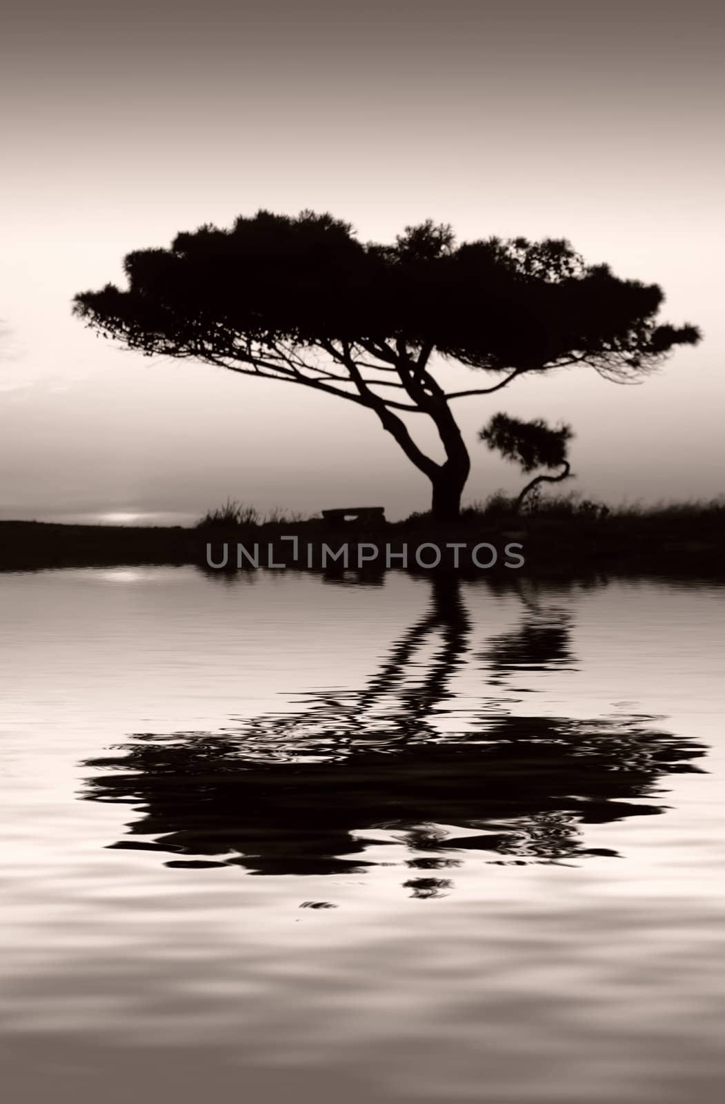 Tranquility at Water's Edge by PhotoWorks
