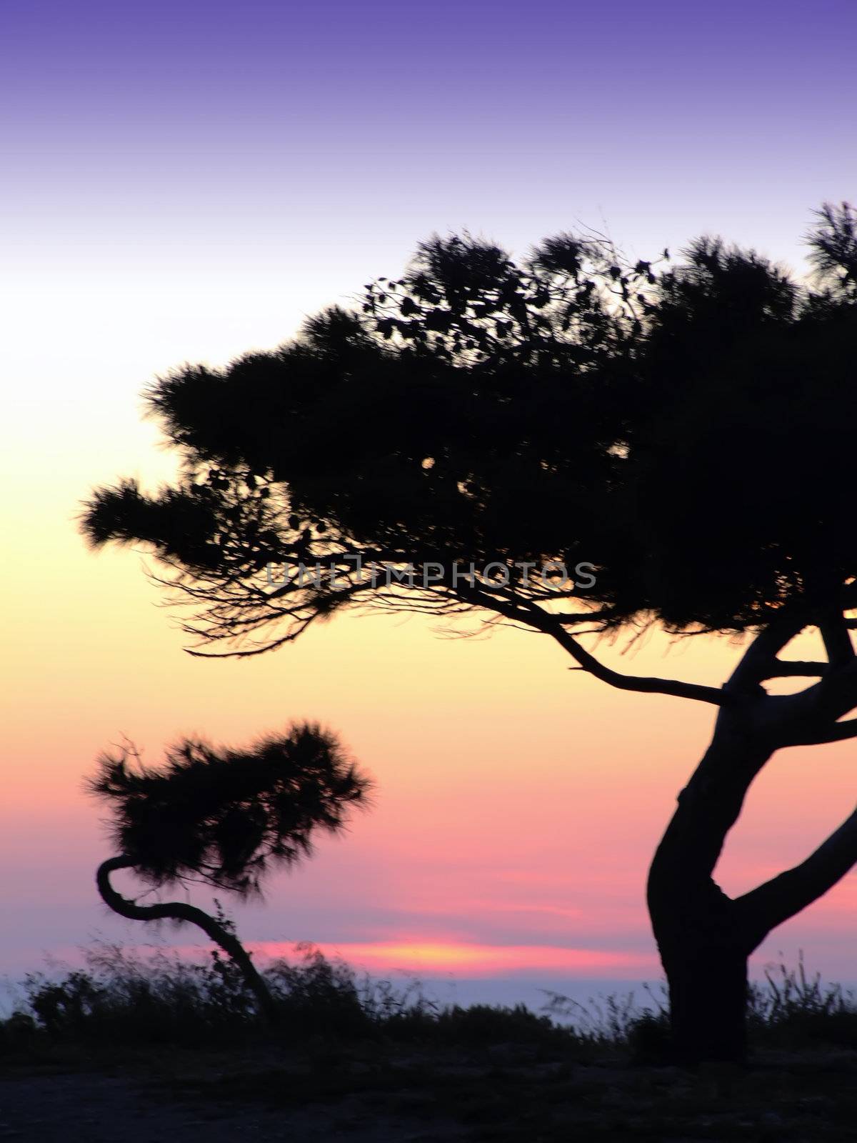 Tree silhouette, against summery natural sunset in the Mediterranean island of Malta