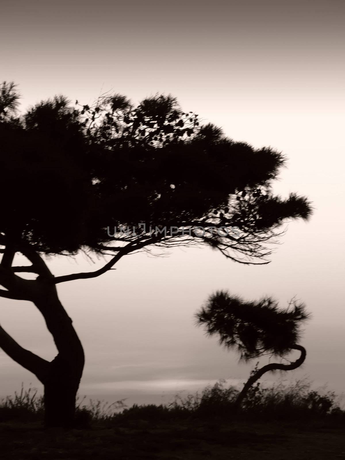 Tree silhouette, against summery natural sunset in the Mediterranean island of Malta