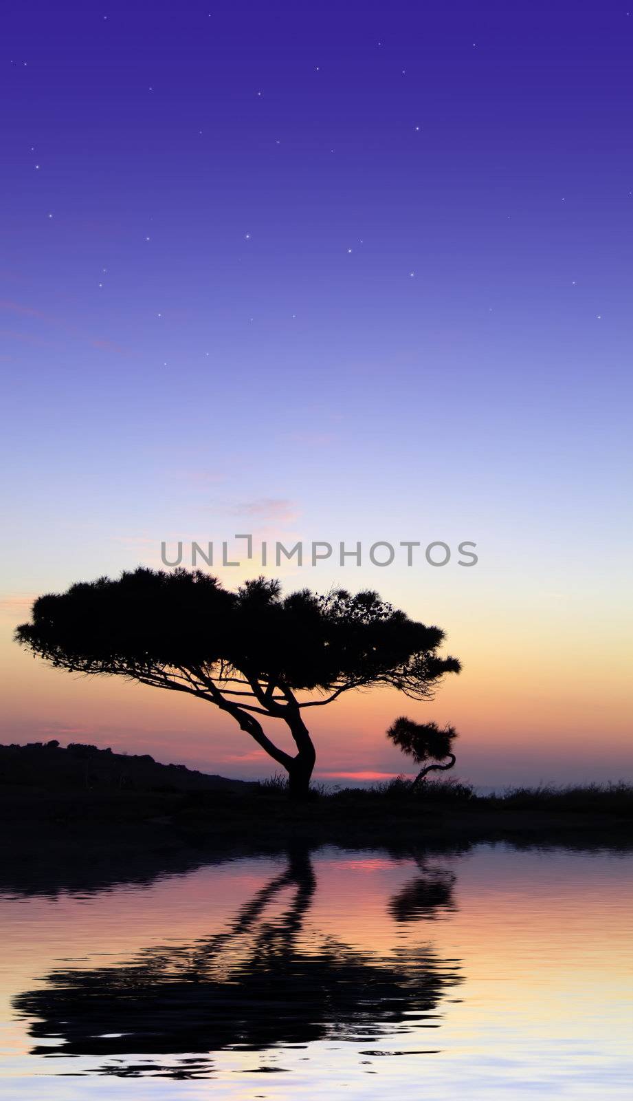 Tree silhouette, against summery natural sunset in the Mediterranean island of Malta