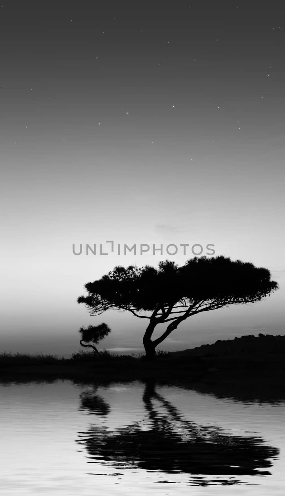 Tree silhouette, against summery natural sunset in the Mediterranean island of Malta