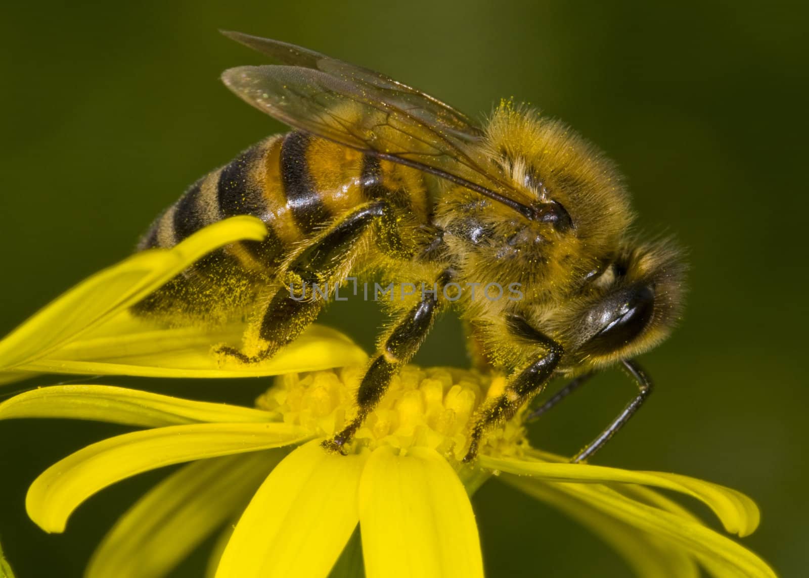 Close up on a bee on a flower