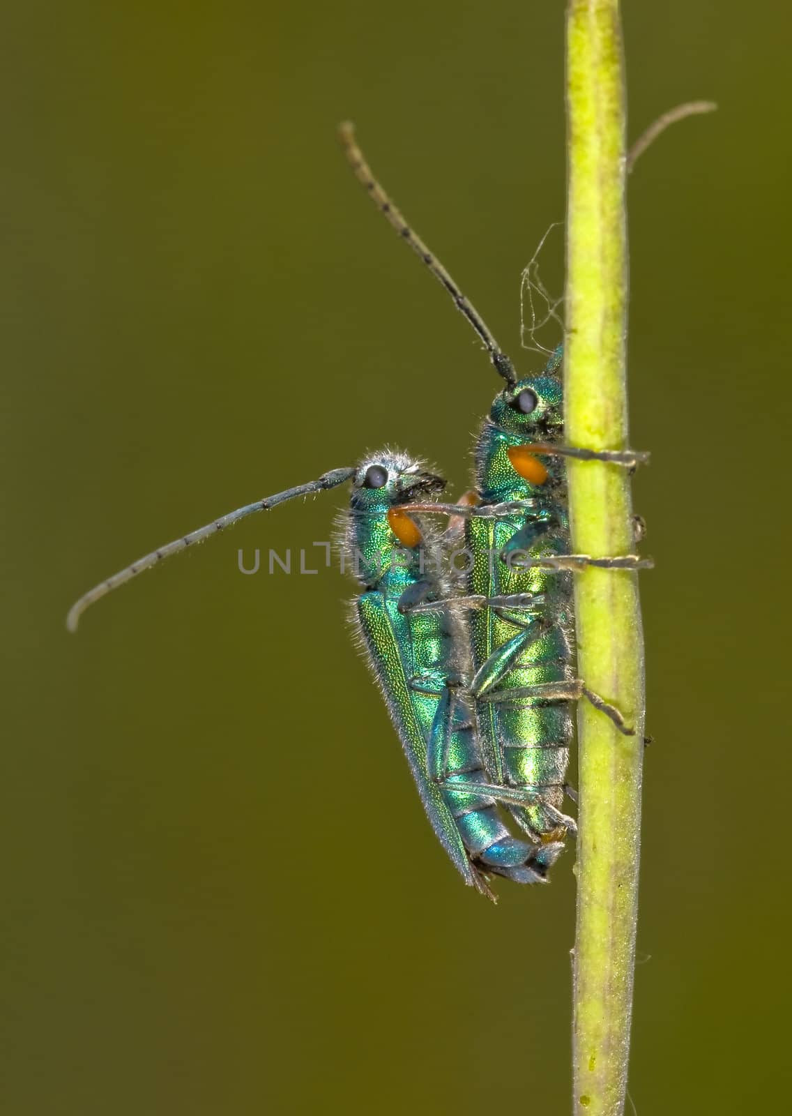 Close up on a two bugs mating