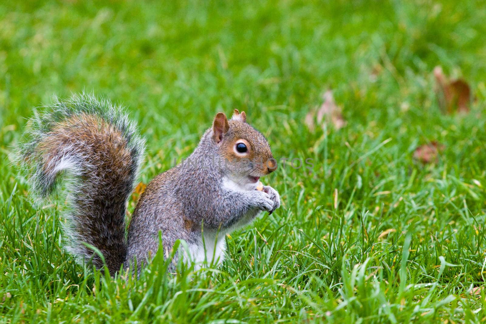 The squirrel on a green grass gnaws a nut by nutly