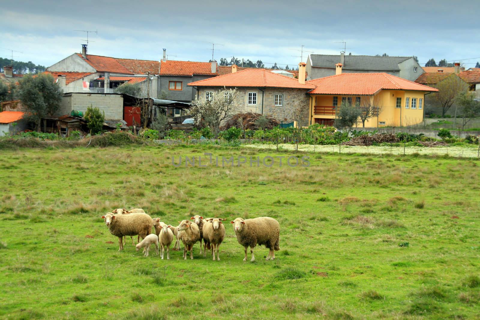 country landscape with houses and sheeps