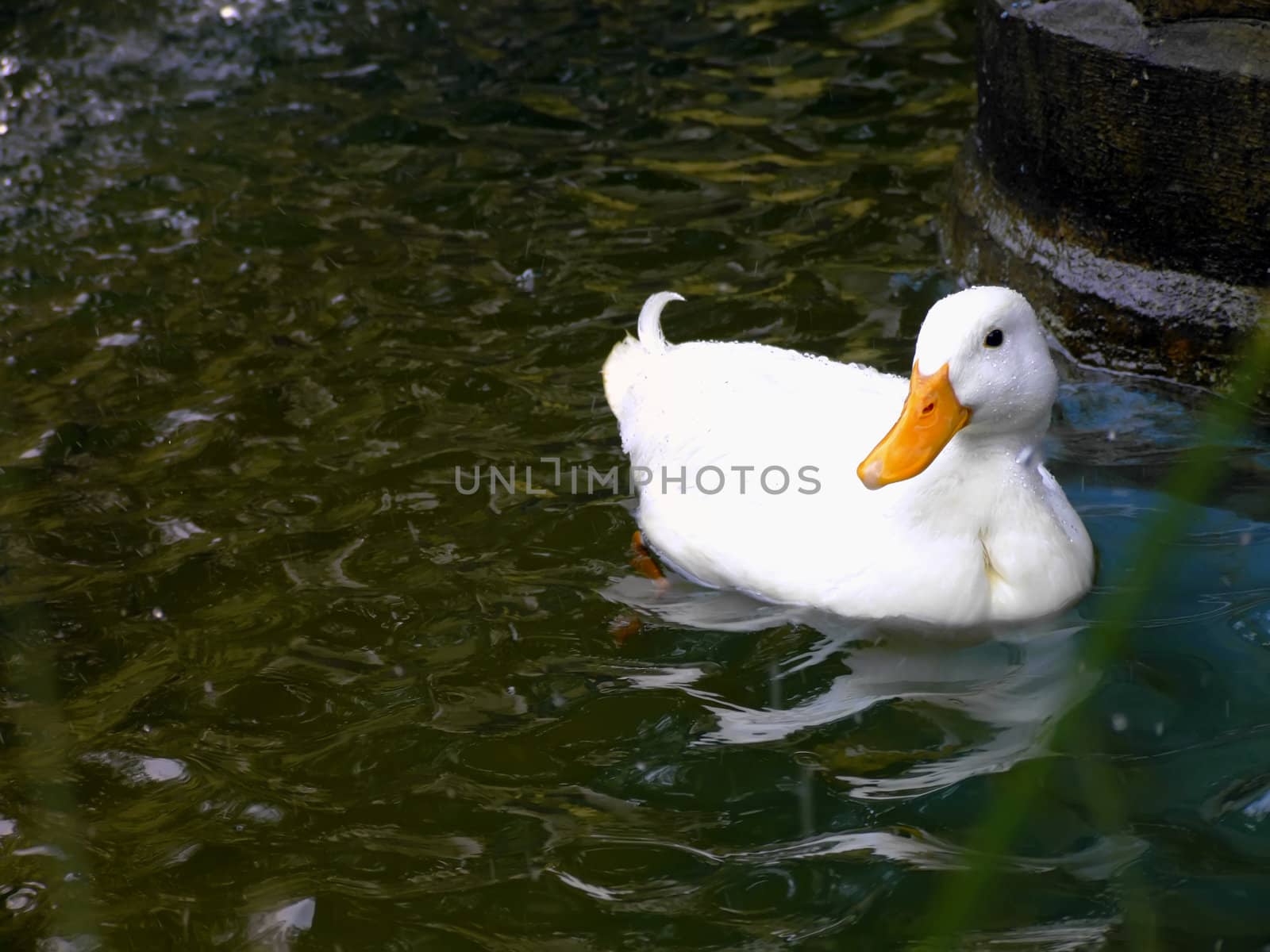 White Duck by PhotoWorks