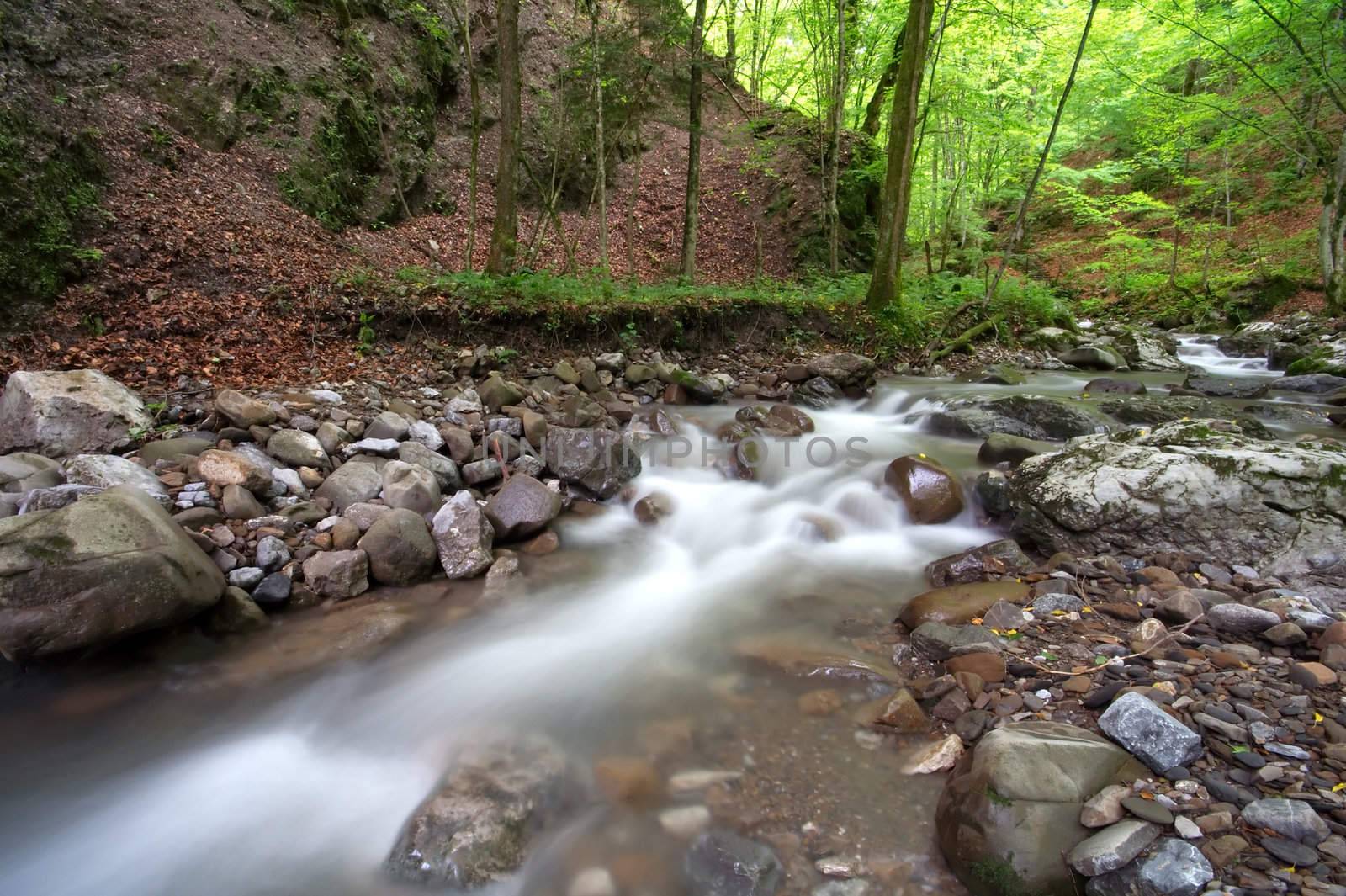 Forst autumn scene with running stream