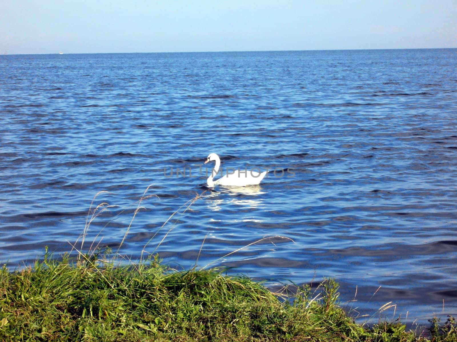 swan on the bay in Poland