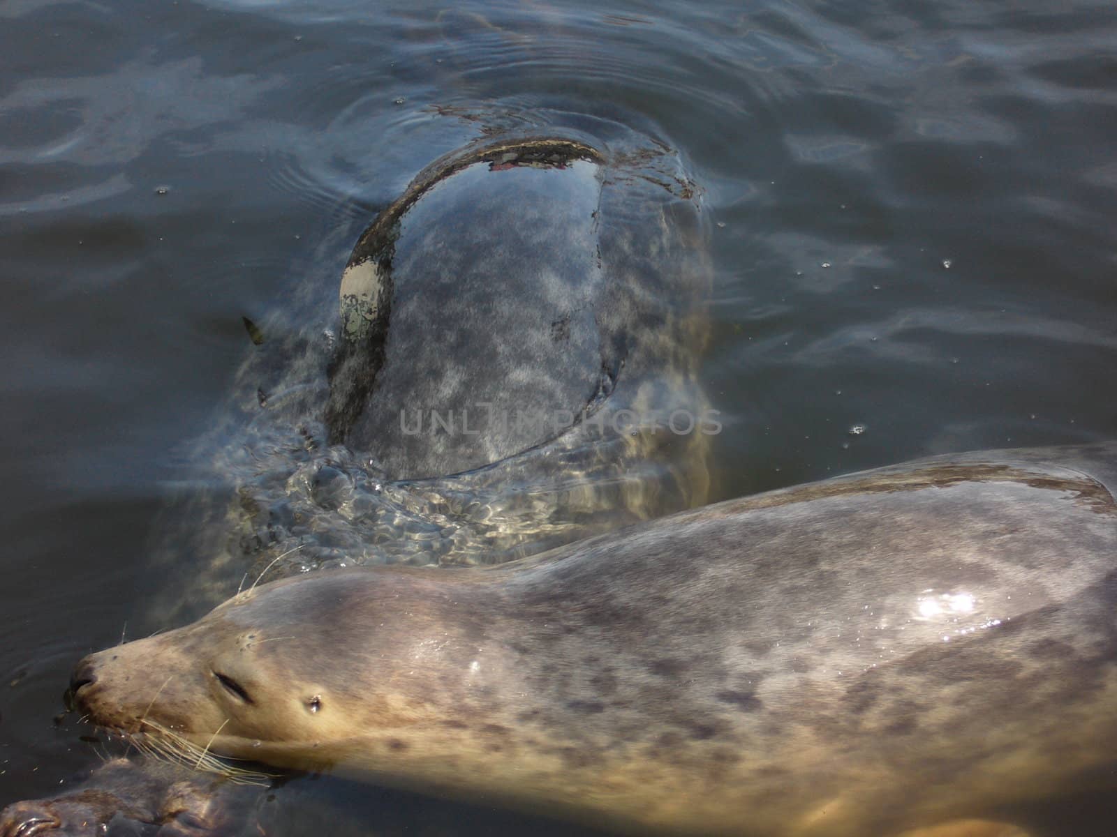 two fall-in-love seals