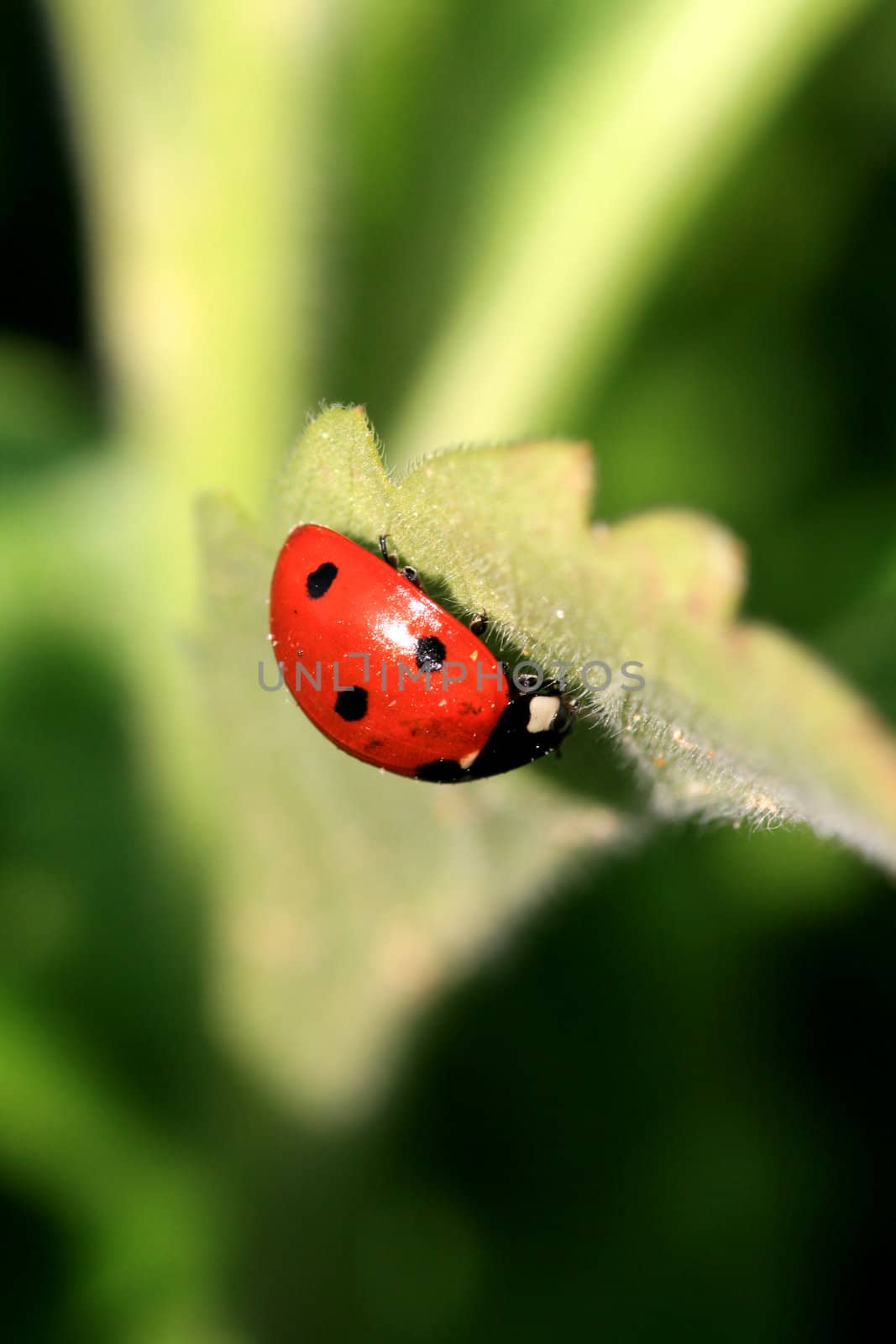 ladybug closeup in green leafs