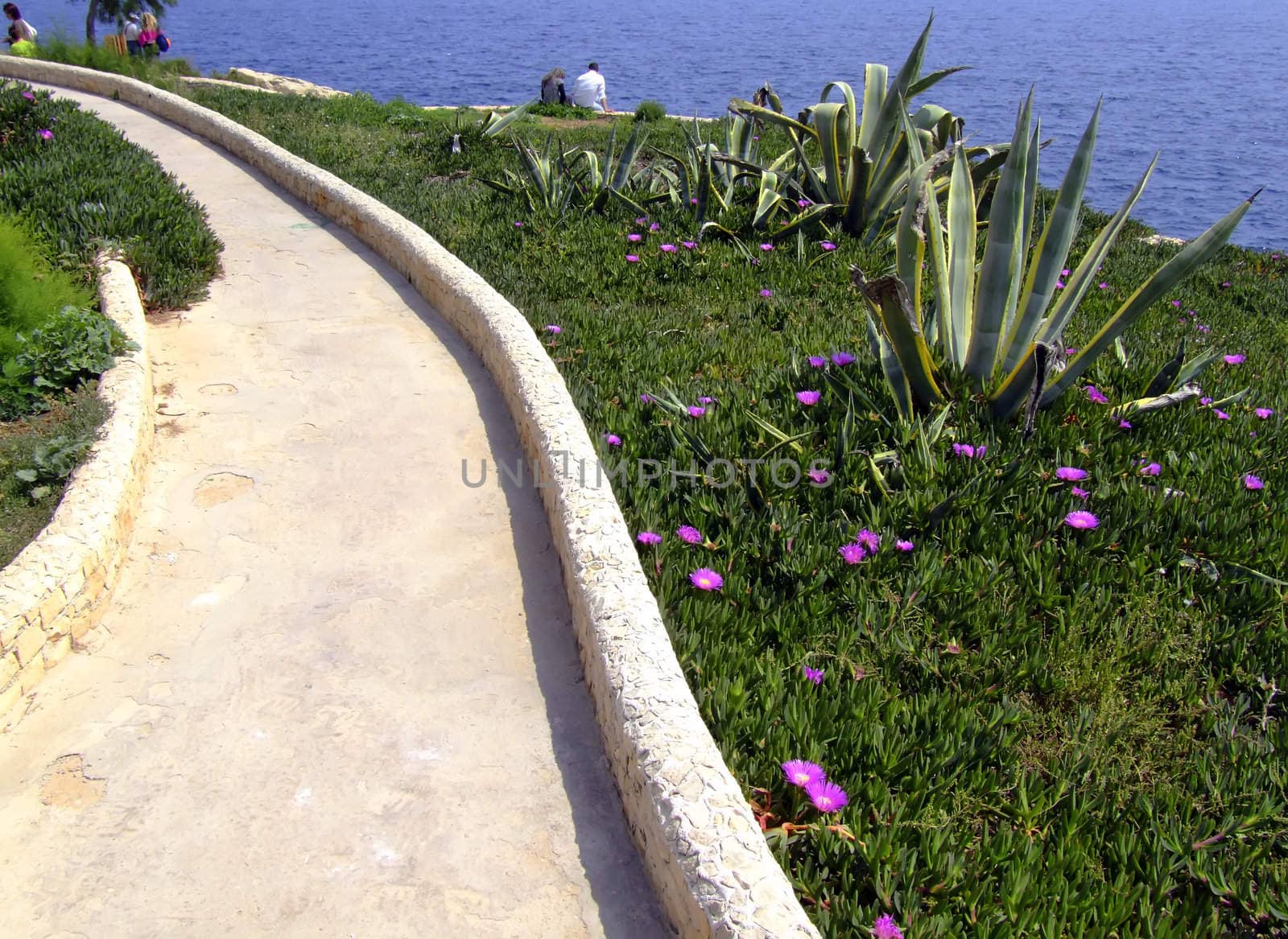 A beautiful pathway in Malta, lined by wild growing plants