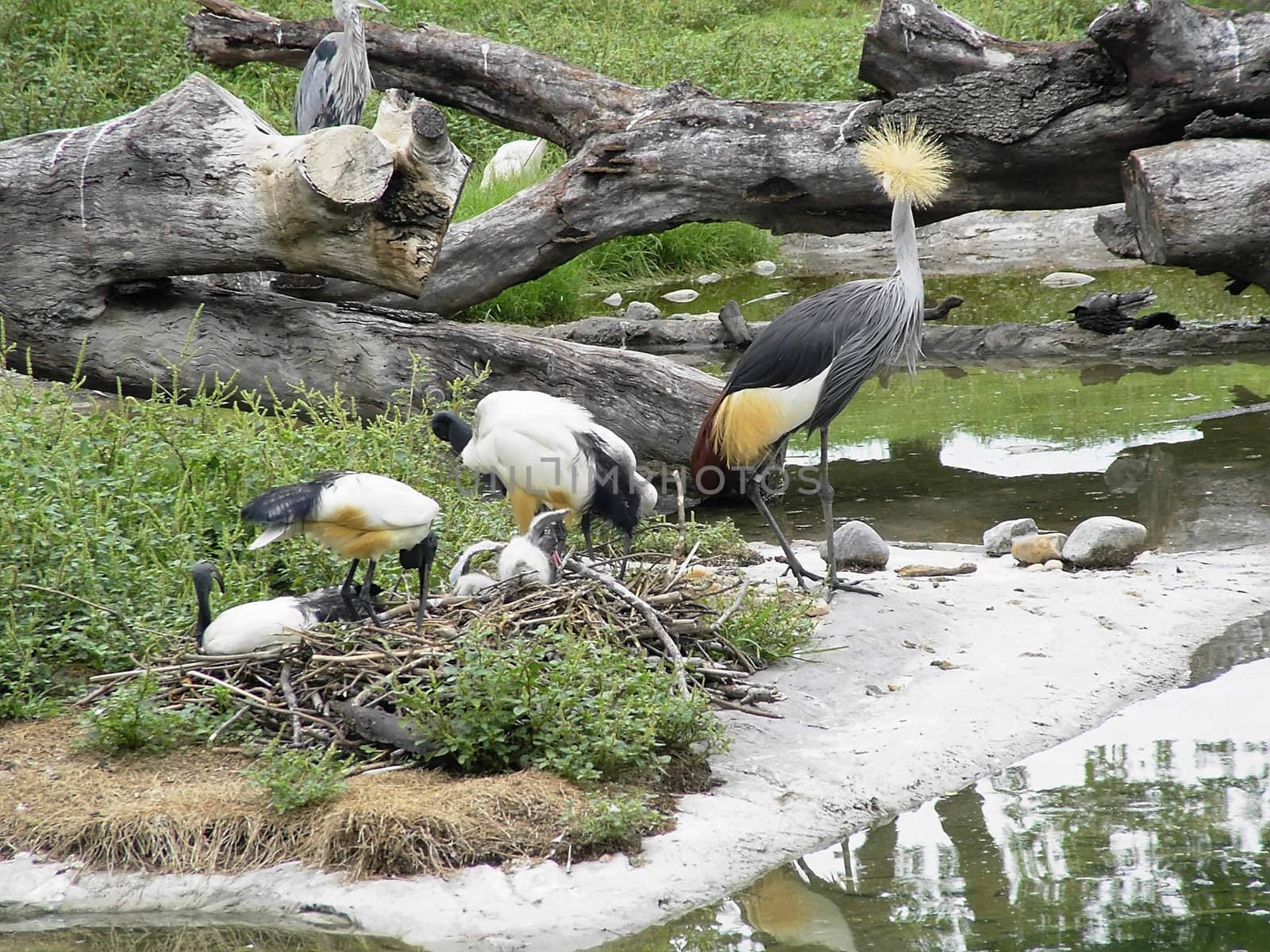 Exotic Bird Series - Photos depicting various birds found in the tropics