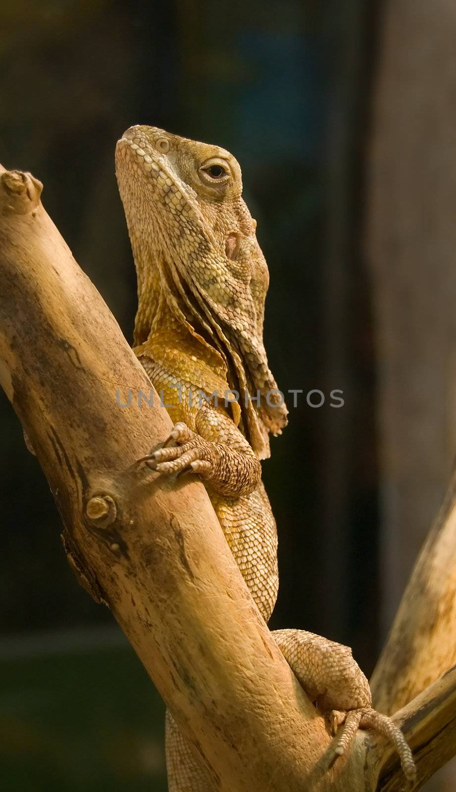 Lizard on a wood. Blurred background. Chlamydosaurus kingii.