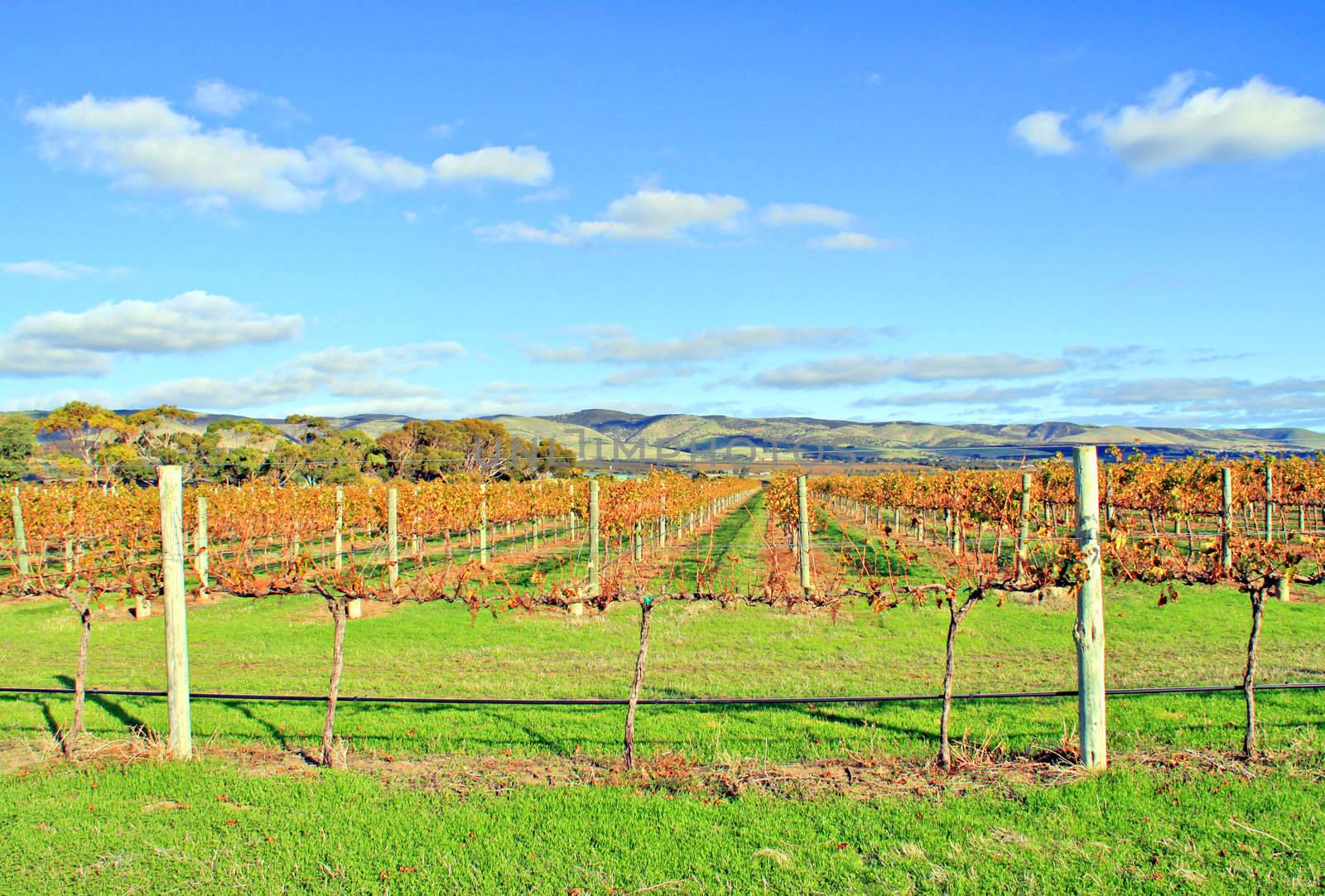 Winery Grape Vines in Autumn Colours. Aldinga, South Australia by Cloudia