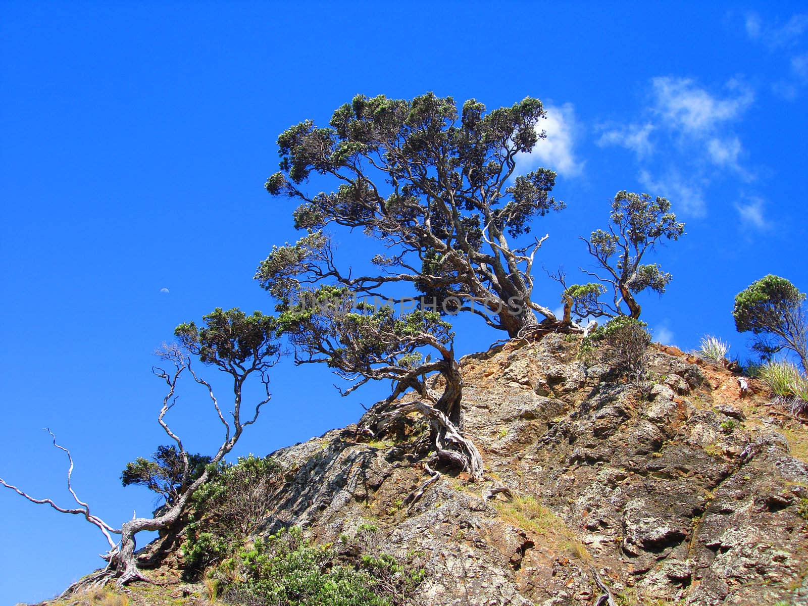 Trees on Rocky Outcrop, Whangapoua Beach, New Zealand