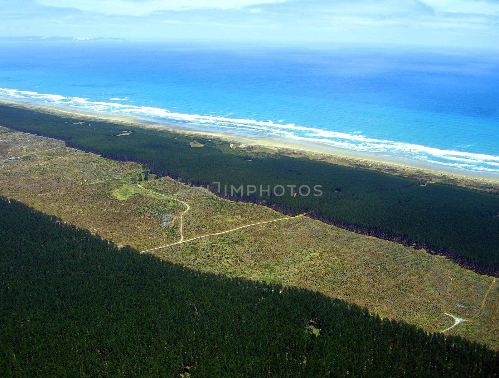 Aerial view of Aupouri Forest (Pine Plantation) alongside Ninety Mile Beach, Northland, New Zealand