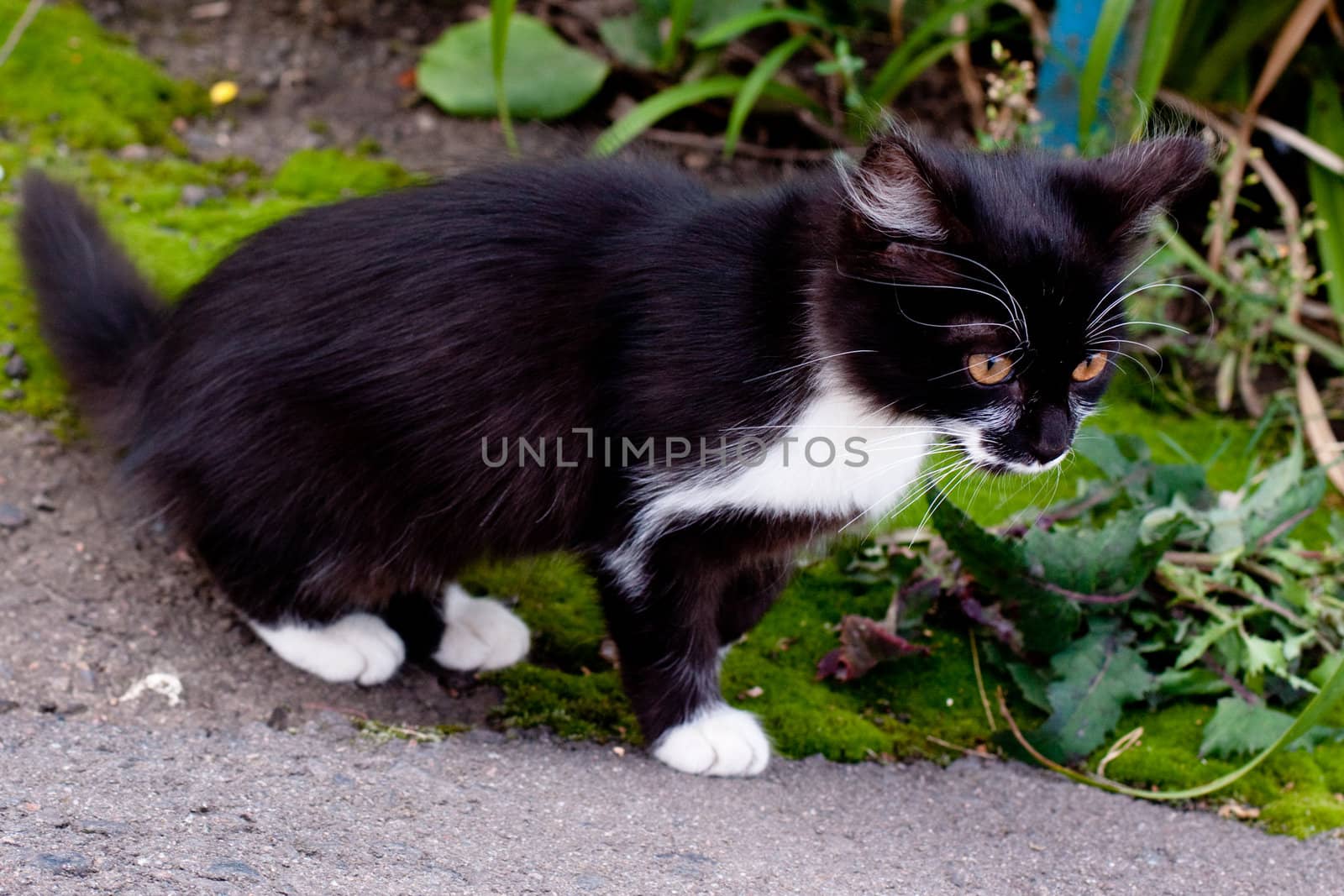 black and white kitten walking along grass
