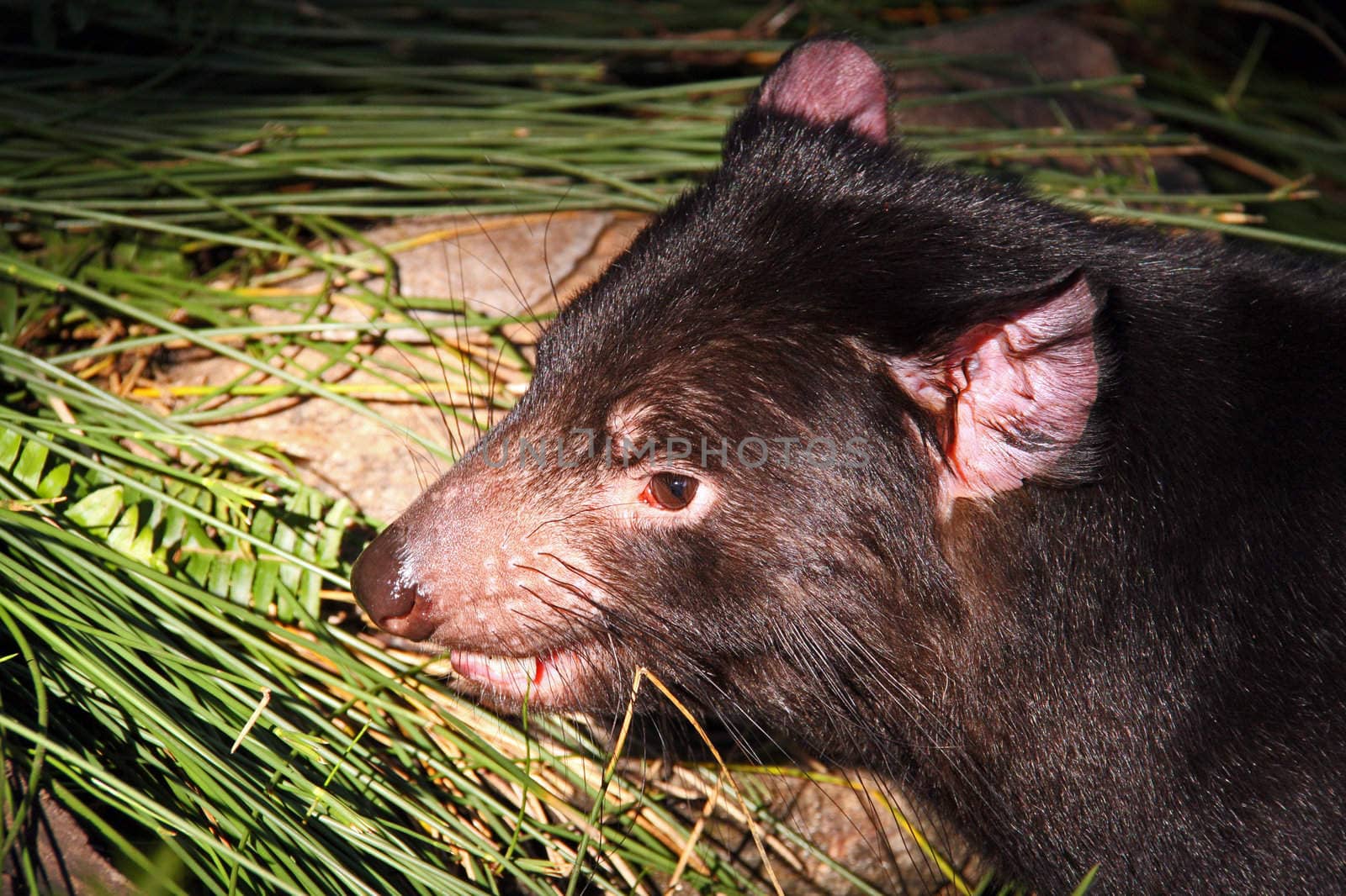 Tasmanian Devil by Cloudia